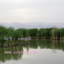 ˫