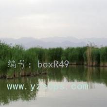 ֻ