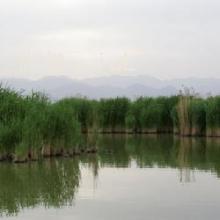 ֻ