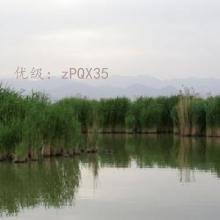 ֻ