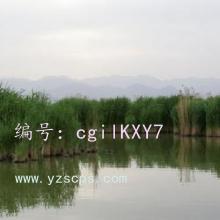 ƻ
